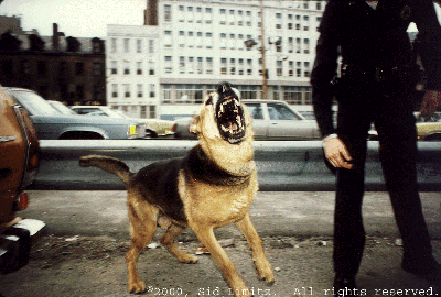Security Dog - Cheap Trick Concert, Boston, 1979
